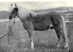 Ukko-Polle