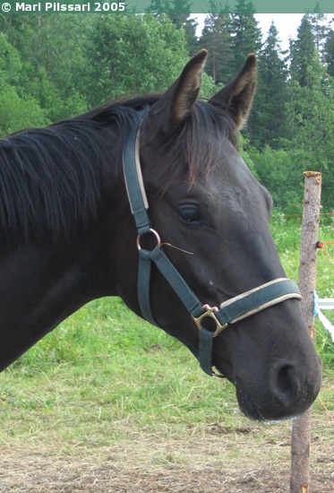 Kuva