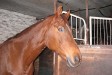 Ariell