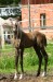 Faramir