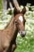 Faramir