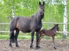 Oatfield Ronja
