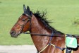 Maximus Sautonne