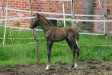 Faramir