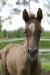 Faramir