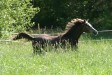 Faramir