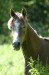 Faramir