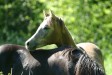 Faramir