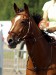 Lara L