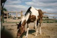 Tobiano