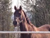 Roitelet