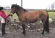 Virkahely