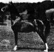 Upwey King Peavine