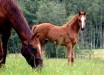 Firehill's Ziggy
