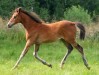 Cazador