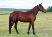 Calileo Windcape
