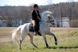 Rockfield Hazy Charm