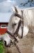 Rockfield Hazy Charm