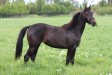 Callathe Zarafion