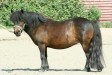 Metty's Tiptoe