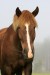 Silmätikku
