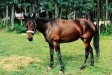 Geraldine