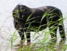 Tanholt Silver Shade
