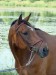 Dakado