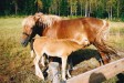 Salina
