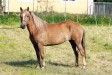 Pasmiina