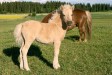 Aarteen Jäärouva