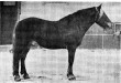 Kipi