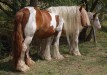 Red and White Mare