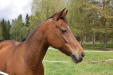 Harmonia