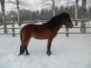Hietarannan Jesper