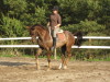 Roitelet