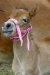 Daralee