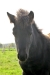 Wikners Elvis