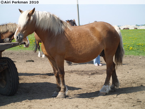 Kuva