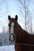 Hanna IV