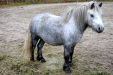 Herra Elmeri