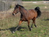 Handsome S