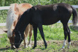 Kiahan Black Bella