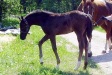 Amourette 