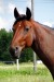 Maximus Sautonne