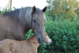 Kismet