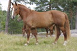 Hanna IV