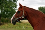 Crosandra de Colline