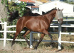 Nevada Ors