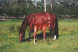 Ivett Löstorp